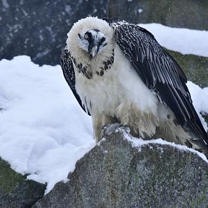 Bearded vulture (Gypaetus barbatus)