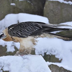 Bearded vulture (Gypaetus barbatus)