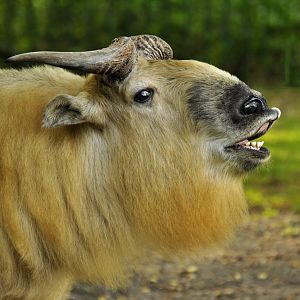 Sichuan takin (Budorcas taxicolor tibetana)