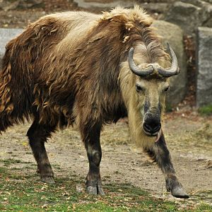 Sichuan takin (Budorcas taxicolor tibetana)