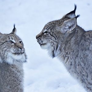 Central Asian lynx (Lynx lynx isabellinus)