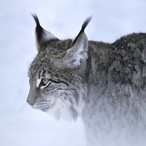 Central Asian lynx (Lynx lynx isabellinus)