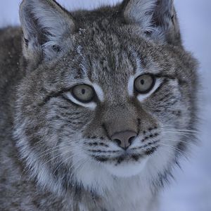 Central Asian lynx (Lynx lynx isabellinus)