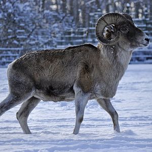 Marco Polo argali (Ovis ammon polii)