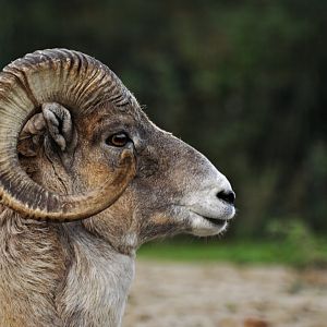 Marco Polo argali (Ovis ammon polii)