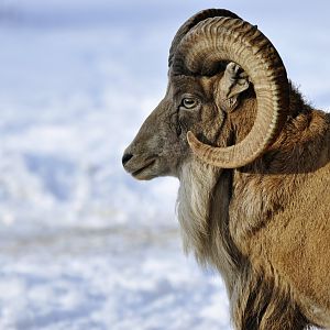 Transcapian urial (Ovis vignei arkal)