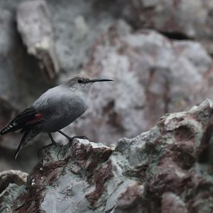 Wallcreeper