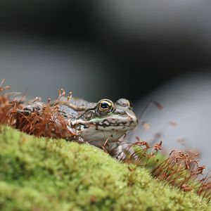 Frog in one of the snake terrariums