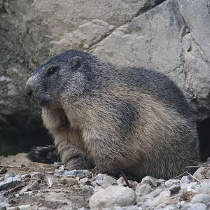 Alpine marmot