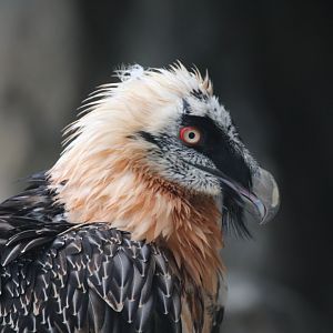 Bearded Vulture