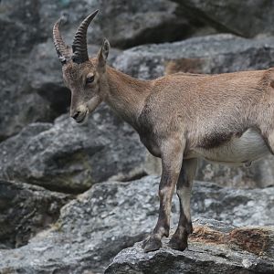 Alpine ibex