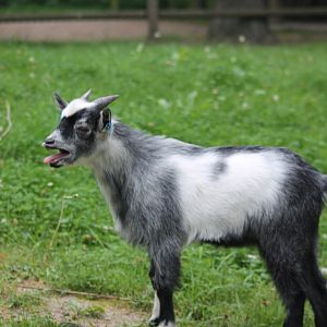 Dwarf Goat