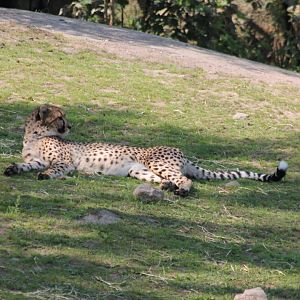 Cheetah in the shade