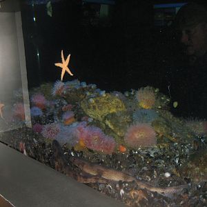 Øresundsakvariet - Mud bottom tank