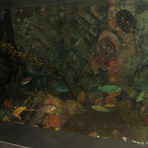 Øresundsakvariet - Kullen tank