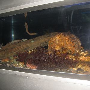 Øresundsakvariet - Yarrell's blenny tank