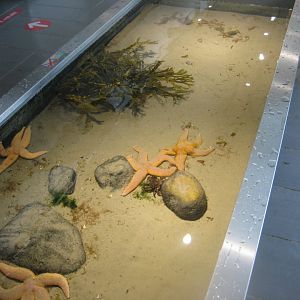 Øresundsakvariet - Touch pool