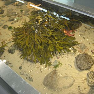 Øresundsakvariet - Touch pool