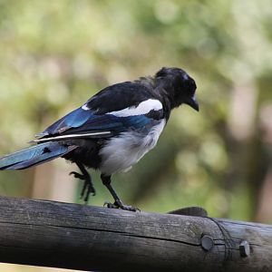 Magpie at Borås