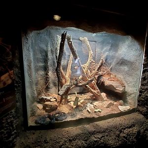 Aug. 2020 - Desert Dome - Cantil Viper Exhibit