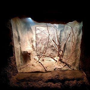 Aug. 2020 - Desert Dome - Beaded Lizard Exhibit