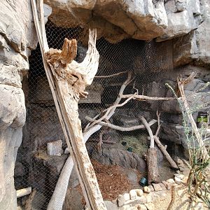Aug. 2020 - Desert Dome - Sonoran Desert - Bobcat Exhibit