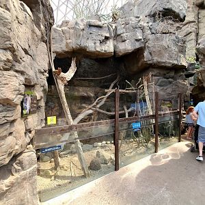 Aug. 2020 - Desert Dome - Sonoran Desert - Bobcat Exhibit