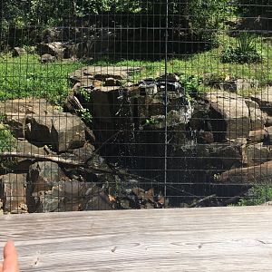 Brandywine Zoo - Andean Condor Exhibit Waterfall