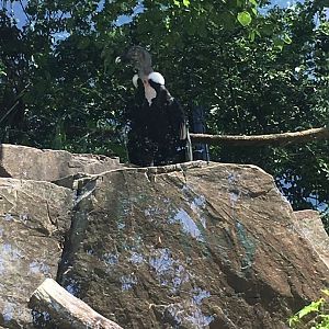 Brandywine Zoo - Andean Condor