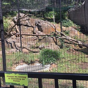 Brandywine Zoo - Andean Condor Exhibit