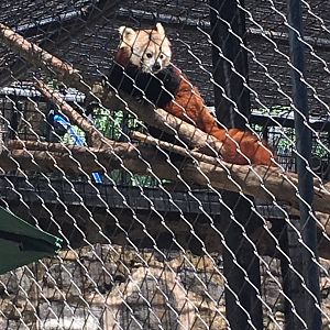 Brandywine Zoo - Red Panda