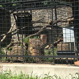 Brandywine Zoo - Serval Exhibit