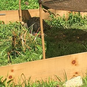 Brandywine Zoo - Radiated Tortoise in Temporary Exhibit