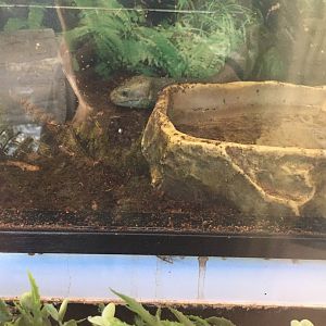 Brandywine Zoo - Solomon Islands Skink