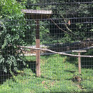Brandywine Zoo - Bald Eagle/Common Raven Exhibit (1)