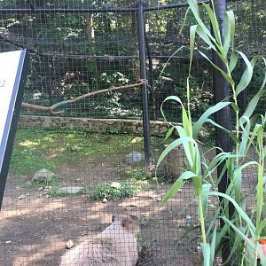 Brandywine Zoo - Capybara/Scarlet Ibis Exhibit (1)
