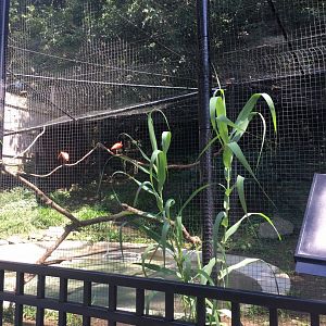 Brandywine Zoo - Capybara/Scarlet Ibis Exhibit (2)