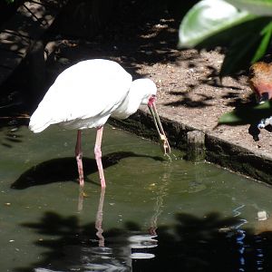 African spoonbill 030820
