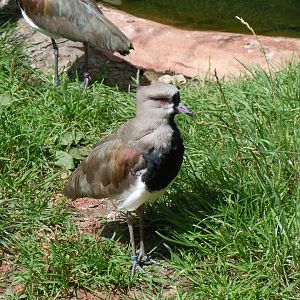 Southern lapwing 030820