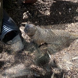 Egyptian mongoose 030820
