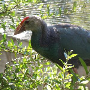 Grey-headed swamphen 030820