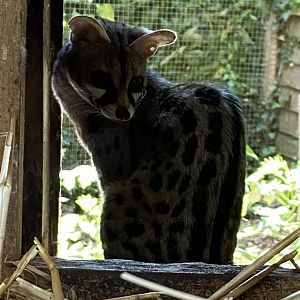 European genet 030820