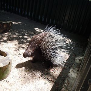 Crested porcupine 030820