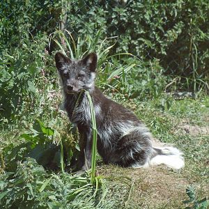 Arctic fox 030820