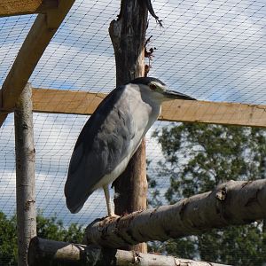 Black-crowned night heron 030820