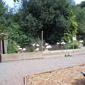 Flamingo enclosure 030820