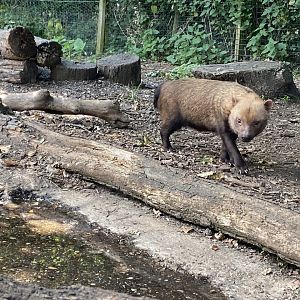 Bush dog 030820