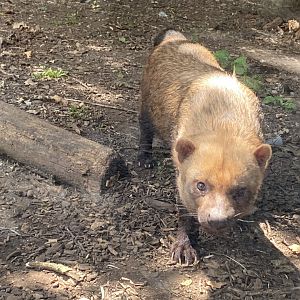 Bush dog 030820