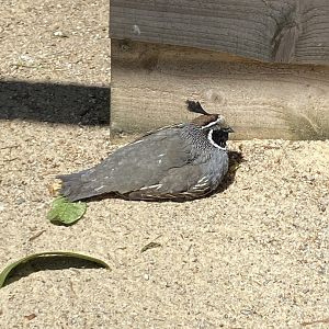California quail 030820
