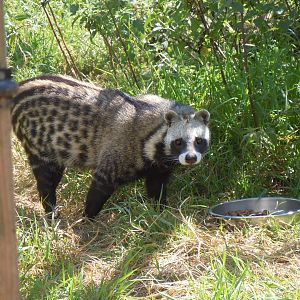 African civet 030820